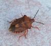 Carpocoris purpureipennis
